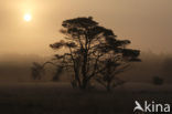 Grove den (Pinus sylvestris)