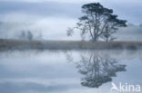 Grove den (Pinus sylvestris)