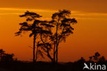 Scots Pine (Pinus sylvestris)