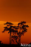 Scots Pine (Pinus sylvestris)