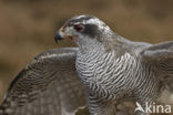 Havik (Accipiter gentilis)