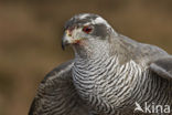 Havik (Accipiter gentilis)