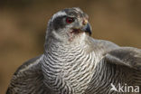 Havik (Accipiter gentilis)