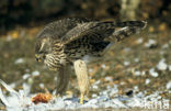 Havik (Accipiter gentilis)