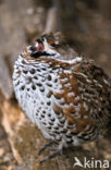 Hazel grouse (Tetrastes bonasia)