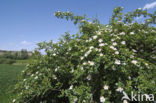Short-styled Field-rose (Rosa stylosa)