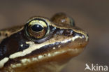 Heikikker (Rana arvalis) 