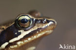 Heikikker (Rana arvalis) 