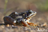 Heikikker (Rana arvalis) 