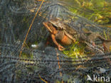 Heikikker (Rana arvalis) 