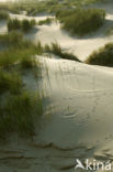 Marram (Ammophila arenaria)