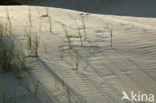 Marram (Ammophila arenaria)