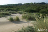 Marram (Ammophila arenaria)