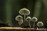 Helmmycena (Mycena galericulata)