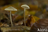 Helmmycena (Mycena galericulata)