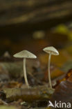 Helmmycena (Mycena galericulata)