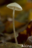 Helmmycena (Mycena galericulata)