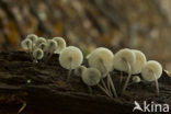 Helmmycena (Mycena galericulata)