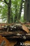 Helmmycena (Mycena galericulata)