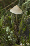 Helmmycena (Mycena galericulata)