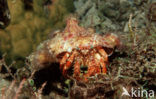 Parasit anemone hermit crab (Dardanus pedunculatus)