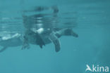 Humboldt penguin (Spheniscus humboldti) 