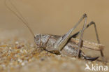 Intermediate Bush-cricket (Platycleis intermedia)
