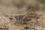 Intermediate Bush-cricket (Platycleis intermedia)