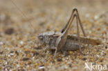 Intermediate Bush-cricket (Platycleis intermedia)