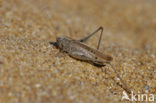 Intermediate Bush-cricket (Platycleis intermedia)