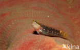 White-lined comb-tooth (Ecsenius pictus)