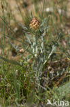 Kegeldragende centaurie (Leuzea conifera)