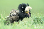 Ruff (Philomachus pugnax)