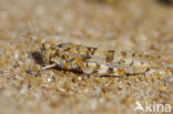 Kiezelsprinkhaan (Sphingonotus caerulans)