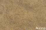 Kiezelsprinkhaan (Sphingonotus caerulans)