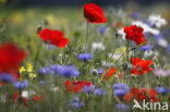 Klaproos (Papaver spec.)