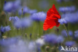 Klaproos (Papaver spec.)