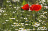 Klaproos (Papaver spec.)