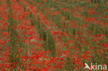 Poppy (Papaver spec.)