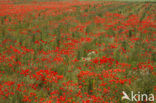 Klaproos (Papaver spec.)