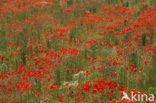 Klaproos (Papaver spec.)