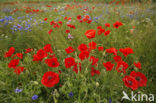 Poppy (Papaver spec.)