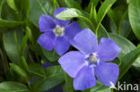 Kleine maagdenpalm (Vinca minor)