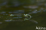 Kleine Roodoogjuffer (Erythromma viridulum)