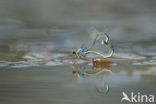 Kleine Roodoogjuffer (Erythromma viridulum)