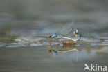 Kleine Roodoogjuffer (Erythromma viridulum)