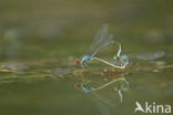 Kleine Roodoogjuffer (Erythromma viridulum)