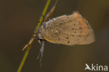 Kleine vuurvlinder (Lycaena phlaeas)