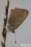 Small Copper (Lycaena phlaeas)