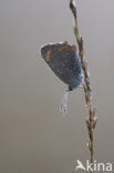 Small Copper (Lycaena phlaeas)